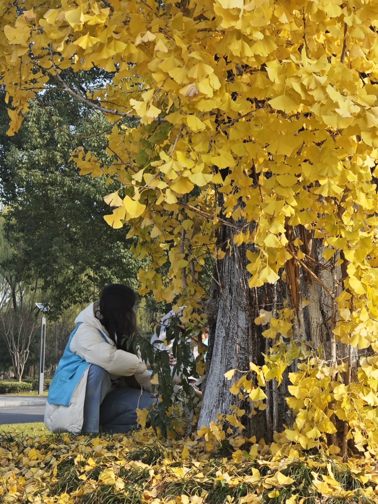 拾银杏·绘金秋:捕捉季节浪漫